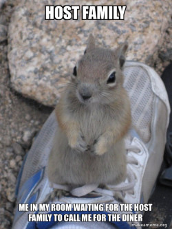 Standover Squirrel