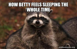 Evil Plotting Raccoon