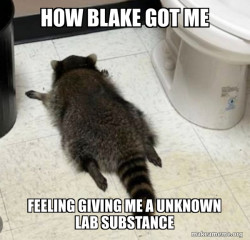 Drunk Raccoon