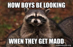 Evil Plotting Raccoon