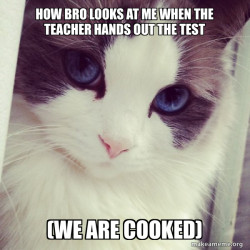 Ridiculously Photogenic Cat