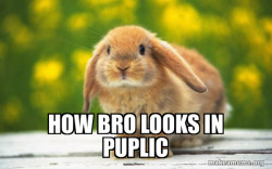 Regretful Rabbit