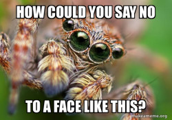 Hipster Spider