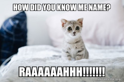 Cute Kitten