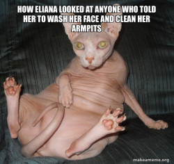 Hairless Cat