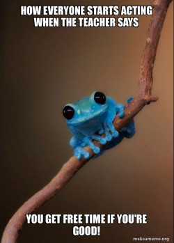 Small Fact Frog