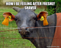 Hairless Cow