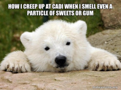 Popular Opinion Bear