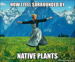 Sound of Music