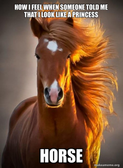 Ridiculously photogenic horse