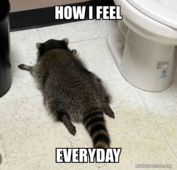 Drunk Raccoon