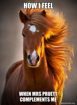 Ridiculously photogenic horse