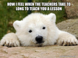 Popular Opinion Bear