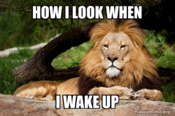 Contemplative Lion
