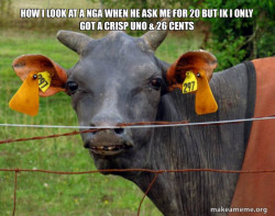 Hairless Cow