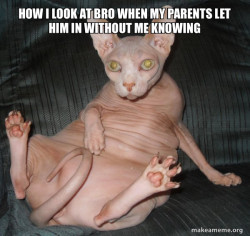 Hairless Cat