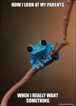 Small Fact Frog