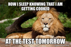 Contemplative Lion