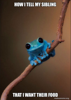Small Fact Frog