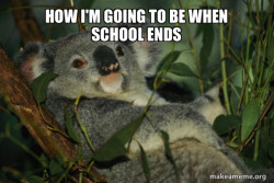 Laid Back Koala