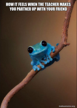Small Fact Frog