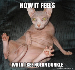 Hairless Cat