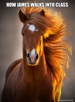 Ridiculously photogenic horse