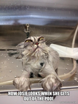Cat Bath Returns