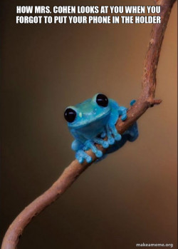 Small Fact Frog