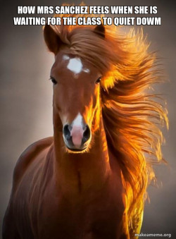 Ridiculously photogenic horse