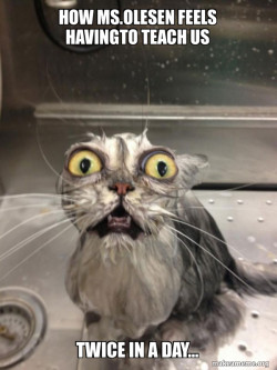 Cat bath