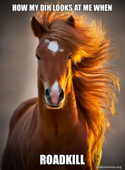 Ridiculously photogenic horse