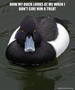 Revenge Duck ( Angry Advice Duck )