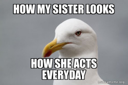 Stuff That Didn't Happen Seagull