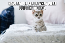 Cute Kitten