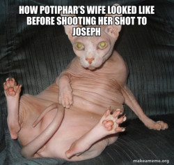 Hairless Cat
