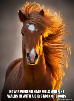 Ridiculously photogenic horse