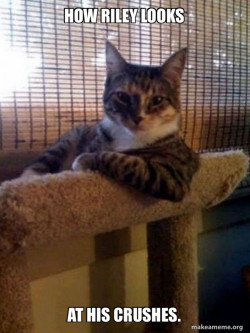 The Most Interesting Cat in the World