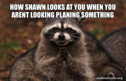 Evil Plotting Raccoon