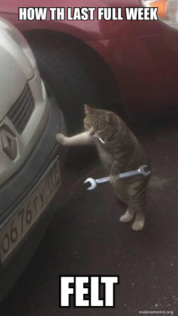 Mechanic Cat