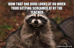 Evil Plotting Raccoon