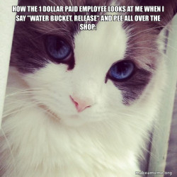 Ridiculously Photogenic Cat