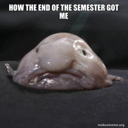 Blobfish