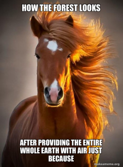 Ridiculously photogenic horse