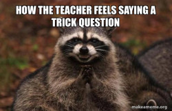 Evil Plotting Raccoon