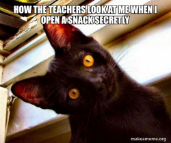 Overly Attached Cat