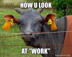 Hairless Cow
