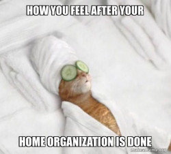 Pampered Cat Meme
