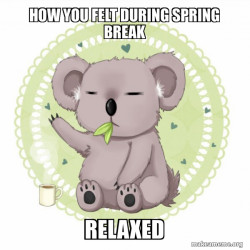 Aussie Koala doing the night shift