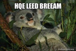 Laid Back Koala